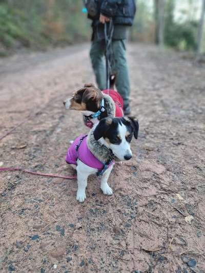 Hundetreffen-Hundetreff Schwegenheim-Bild