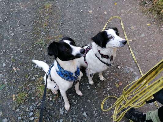 TierschutzhundeStammtisch🐕-Beitrag-Bild