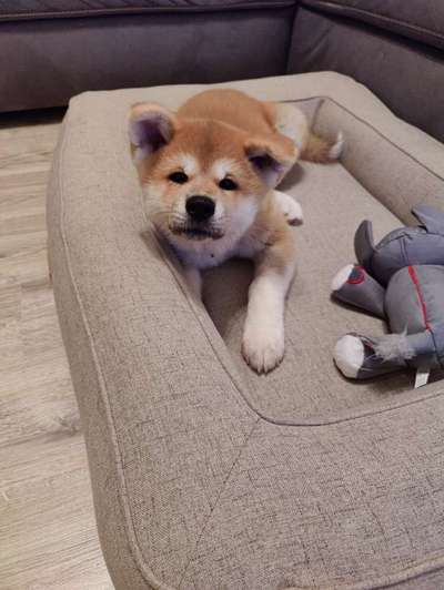 Welpenfotos-Beitrag-Bild