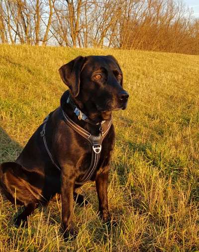 Labradorfans-Beitrag-Bild