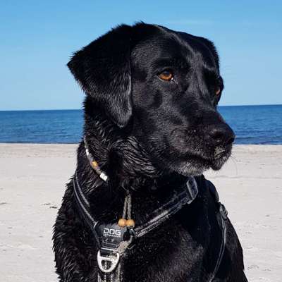 Labradorfans-Beitrag-Bild