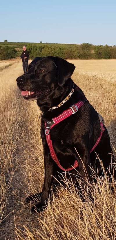 Labradorfans-Beitrag-Bild