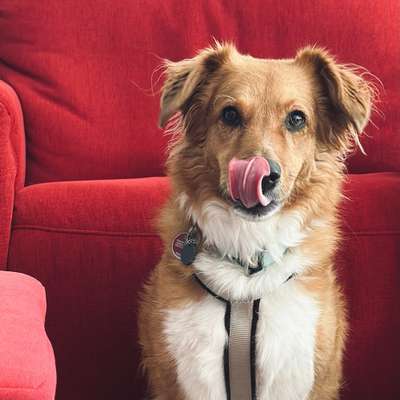 🐶 Sind Bürohunde jetzt VERBOTEN?! 😱-Beitrag-Bild