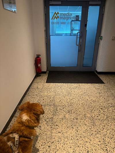 🐶 Sind Bürohunde jetzt VERBOTEN?! 😱-Beitrag-Bild