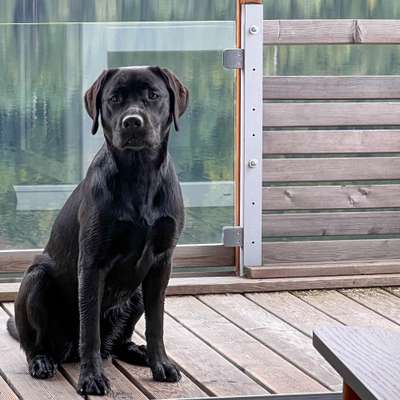 Hundetreffen-Labrador / Golden Retriever Treffen; Interesse?-Profilbild