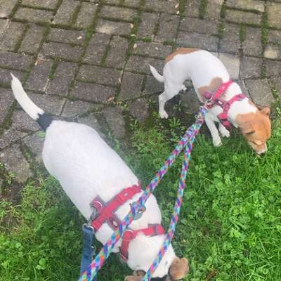 Hundeauslaufgebiet-Hundewiese Arnsberg-Bild