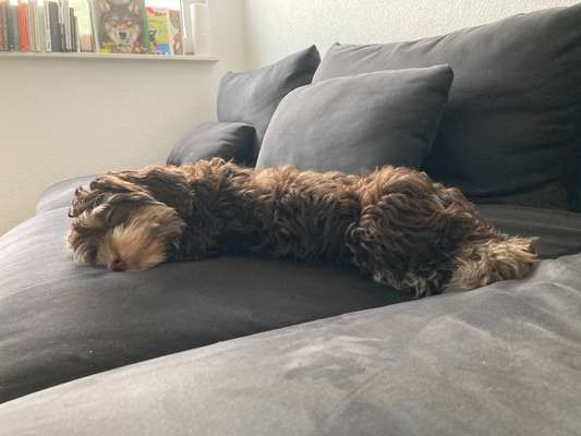 Havaneser dabei?:)-Beitrag-Bild