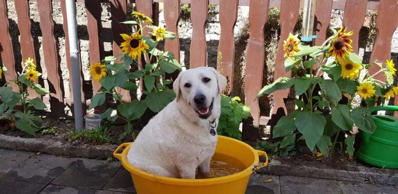 Dogorama-Monats-Challenge-Mai "Wasser"-Beitrag-Bild