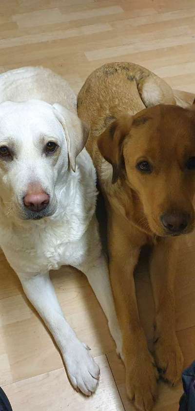 Rasseporträt Labrador-Beitrag-Bild