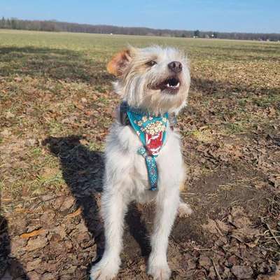 Hundetreffen-Zusammen spazieren🐶🚶‍♀️-Bild