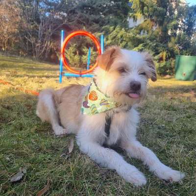 Hundetreffen-Spieltreffen in unserem Garten☘️🐶-Bild