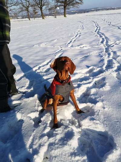 Magyar Vizsla UK-Beitrag-Bild