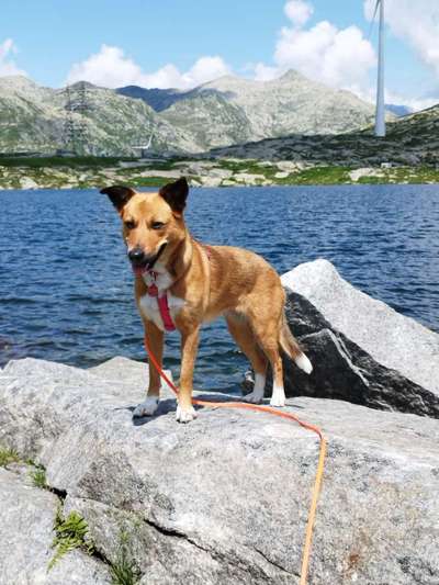 Hundetreffen-Treffen mit anderen Hunden. Sozialisierung an der Leine ohne Aufregung und lautstarkes Bellen.-Bild
