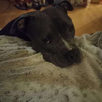 Staffordshire Bull Terrier-Beitrag-Bild