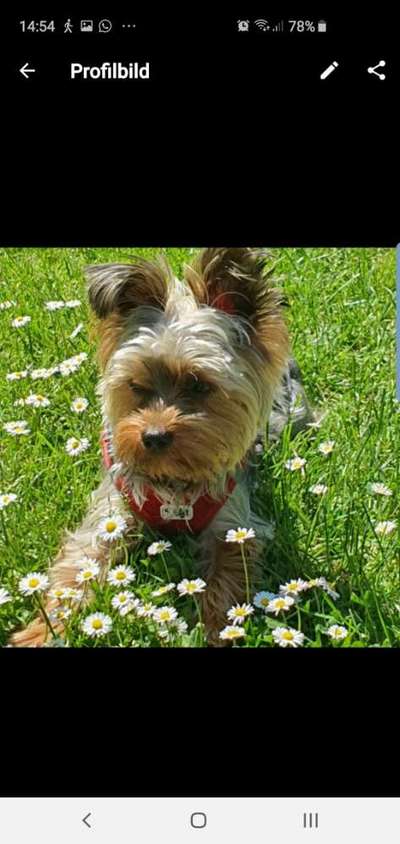 Die Dogorama Monats Challenge "Es grünt und blüht"-Beitrag-Bild