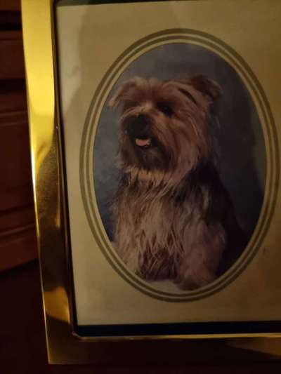 Unsere Fellnasen im Regenbogenland-Beitrag-Bild