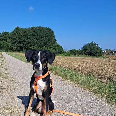Hundetreffen-Spiel- und Trainingstreffen-Bild