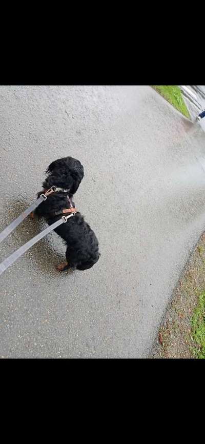 Lieblings "nervige Sprüche"-Beitrag-Bild