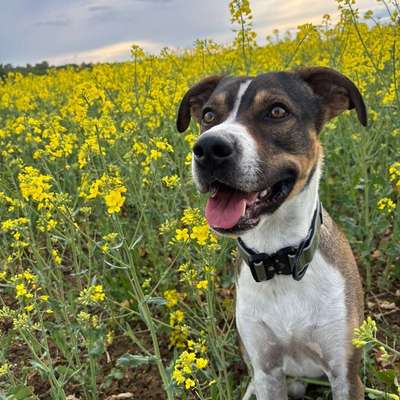 Hundetreffen-Spaziergang oder Training-Bild