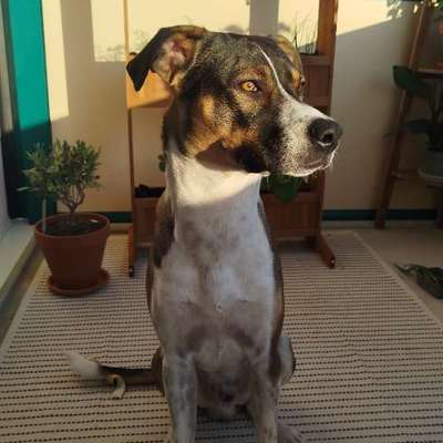 Mischlinge raten - Rätselspaß-Beitrag-Bild