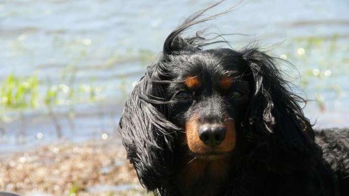 Dogorama-Monats-Challenge-Mai "Wasser"-Beitrag-Bild