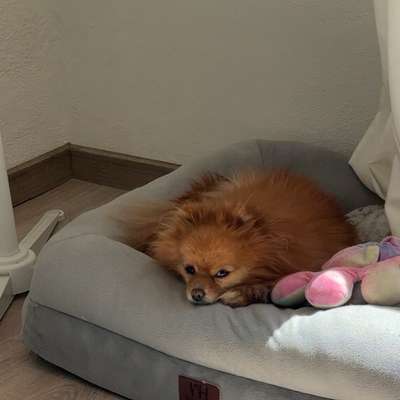 Hundetreffen-Hundebegegnungen-Bild