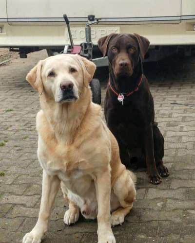 Labradorfans-Beitrag-Bild