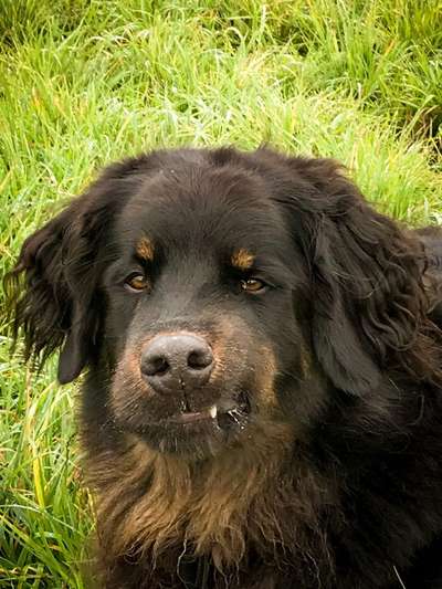 Zeige das lustigste Bild eures Hundis-Beitrag-Bild