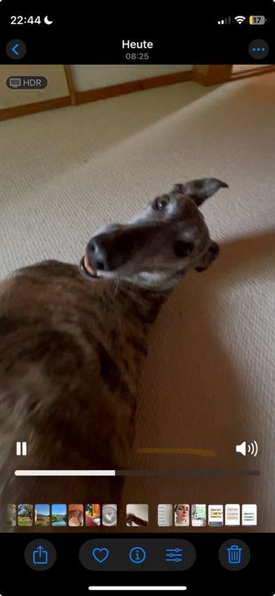 Hundetreffen-Windhundtreffen Umkreis 70km!☀️-Bild