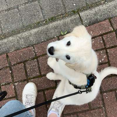 Hundetreffen-Milo sucht Retriever-Freunde-Bild