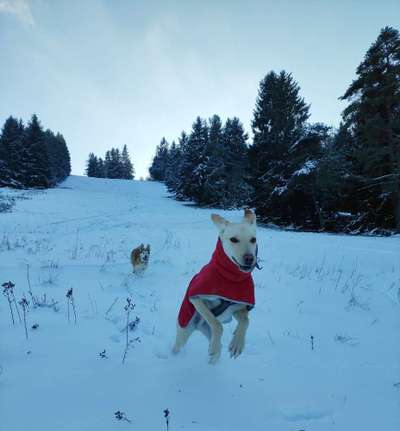 Hundetreffen-Spielrunde für Wirbelwinde-Bild