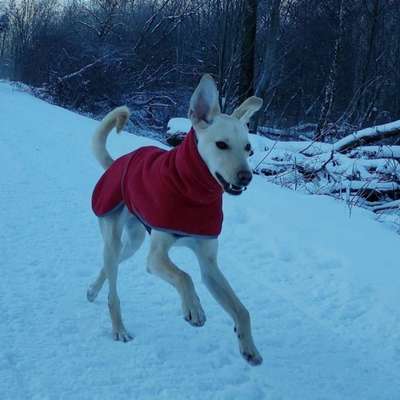 Fotochallenge 66 ~ Rennaction -Zeig deinen Hund im Lauf-Beitrag-Bild