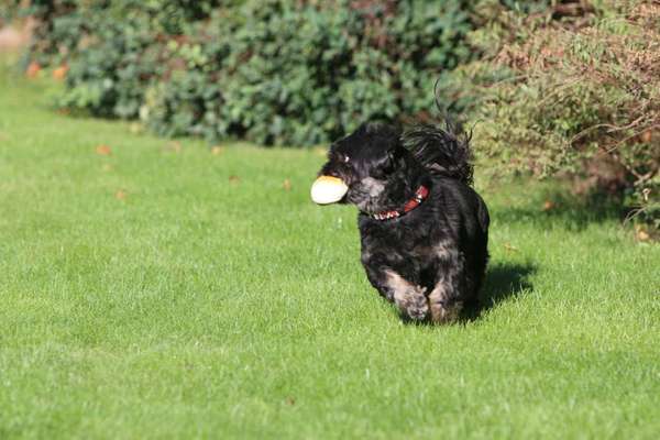 Dein Hund im Dogorama-Kalender 2021-Beitrag-Bild