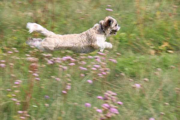 Dein Hund im Dogorama-Kalender 2021-Beitrag-Bild