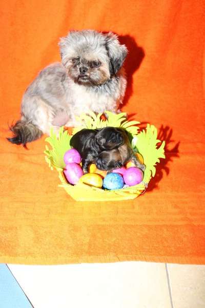 Dein Hund im Dogorama-Kalender 2021-Beitrag-Bild