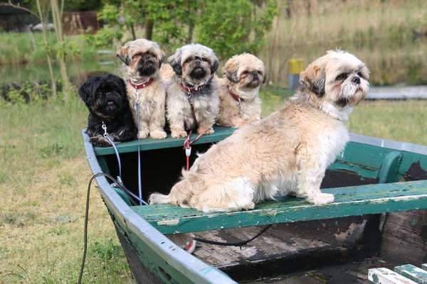 Dein Hund im Dogorama-Kalender 2021-Beitrag-Bild