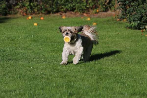 Foto's und Hundemodels-Beitrag-Bild