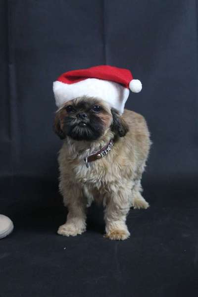 Dein Hund im Dogorama-Kalender 2021-Beitrag-Bild