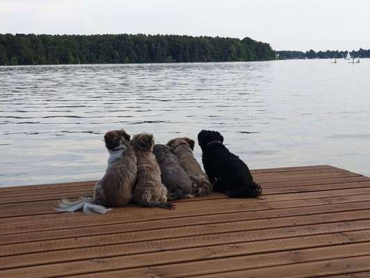 Dein Hund im Dogorama-Kalender 2021-Beitrag-Bild