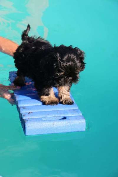 Dein Hund im Dogorama-Kalender 2021-Beitrag-Bild