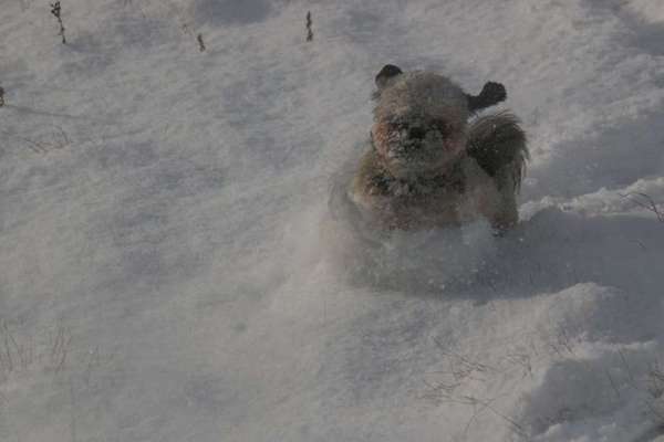 Dein Hund im Dogorama-Kalender 2021-Beitrag-Bild