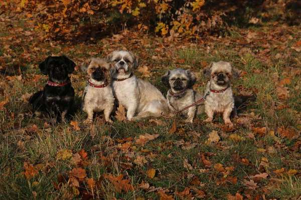 Dein Hund im Dogorama-Kalender 2021-Beitrag-Bild