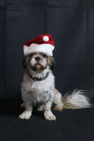 Dein Hund im Dogorama-Kalender 2021-Beitrag-Bild