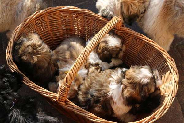 Dein Hund im Dogorama-Kalender 2021-Beitrag-Bild