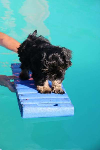 Dein Hund im Dogorama-Kalender 2021-Beitrag-Bild