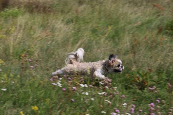 Dein Hund im Dogorama-Kalender 2021-Beitrag-Bild