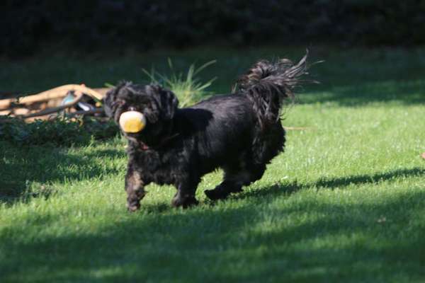 Dein Hund im Dogorama-Kalender 2021-Beitrag-Bild