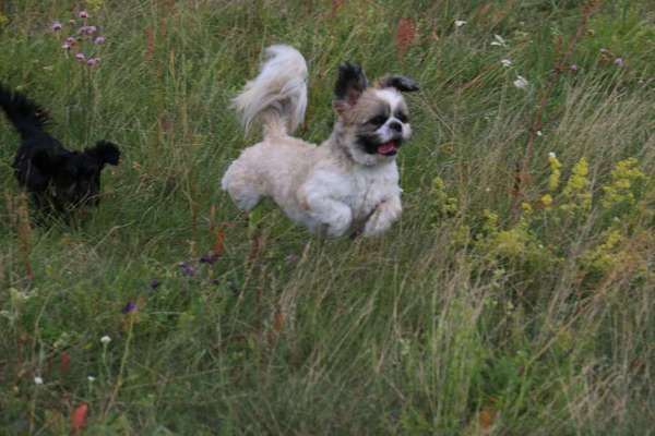 Dein Hund im Dogorama-Kalender 2021-Beitrag-Bild