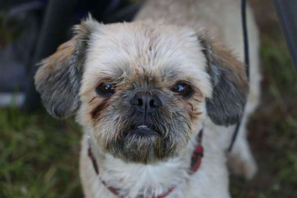 Dein Hund im Dogorama-Kalender 2021-Beitrag-Bild