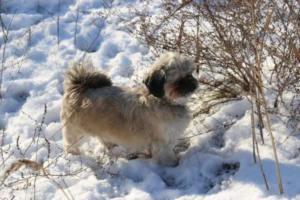 Dein Hund im Dogorama-Kalender 2021-Beitrag-Bild